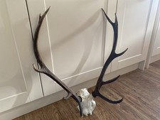 taxidermy horns for sale taxidermy horns for sale BRIDGE OF ORCHY
