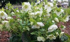 Hellebore seeds white for sale  STRABANE