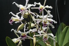 Crispa vlp laelia for sale  Linwood