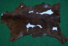 Goat western taxidermy for sale  Taylor