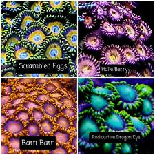 Choose coral zoanthid for sale  Olathe