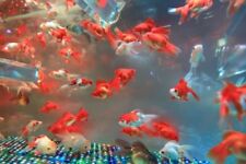 Medium red white for sale  Garden Grove