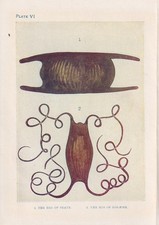 1907 skate dogfish for sale  BIDEFORD