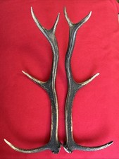 Pair red deer for sale  DUNDEE