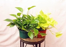 Live combo neon for sale  Lake Worth