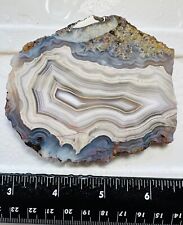 Large banded laguna for sale  Sonoma