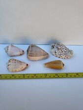 Sea shell assorted for sale  HARPENDEN