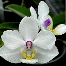 Rare phalaenopsis joy for sale  LONDON