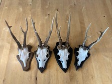 Rehbock geweih gehörn gebraucht kaufen  Paderborn