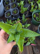 Agave desmettiana lot for sale  Punta Gorda