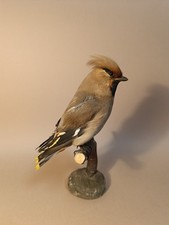 Taxidermy cabinet curiosites usato  Roma