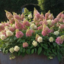 Candlelight hydrangea inch for sale  Elberton