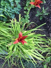Red daylily plant for sale  Bremerton