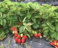 Morango, Albion (everbearing) planta para crescimento e propagação comprar usado  Enviando para Brazil