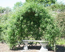 willow whips for sale willow whips for sale LLANIDLOES