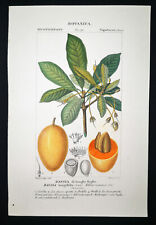 1831 turpin incisione usato  Urbino