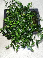Ficus ruginervia bonsai for sale  Eustis
