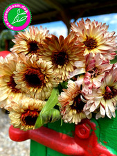 Ringelblume touch red gebraucht kaufen  Tittmoning
