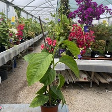 Passiflora alata winged for sale  HELSTON
