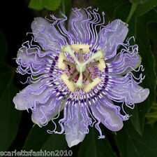 Passiflora edulis flavicarpa for sale  DARLINGTON