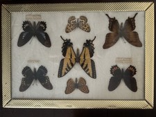 butterfly taxidermy for sale  Weatherford