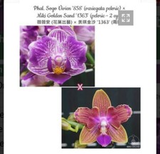 Rchidee phalaenopsis sogo gebraucht kaufen  Augsburg
