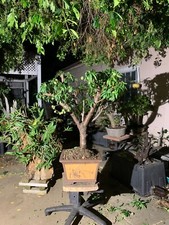Japanese sakura cherry for sale  Chino Hills