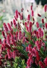 Sanguisorba menziesii seeds for sale  LANGHOLM