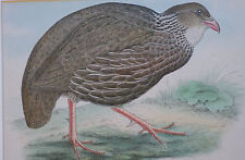 Gravure ancienne perdrix d'occasion  Langres