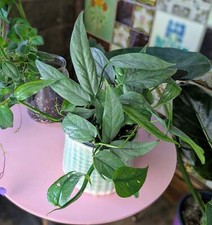 Epipremnum pinnatum cebu for sale  GREAT YARMOUTH