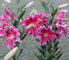 Potted litre stargazer for sale  ALFRETON