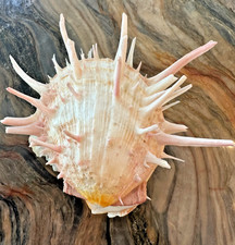 Spondylidae spondylus american for sale  Dunedin