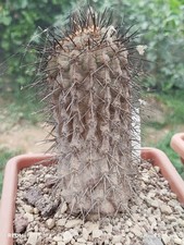 copiapoa usato copiapoa usato Italia