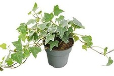 Ivy plant english for sale  Modesto