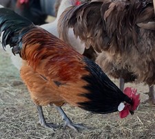 Vorwerk hatching eggs for sale  Montague