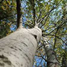 Betula papyrifera paper for sale  SOUTHAMPTON