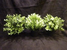 ikea pflanze gebraucht kaufen ikea pflanze gebraucht kaufen Berlin