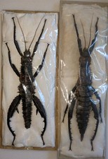 Eurycantha horrida 115 for sale  WOKING