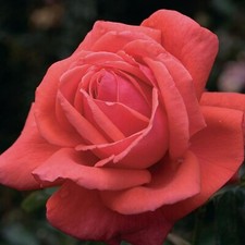 Rose bush plant for sale  GLASGOW