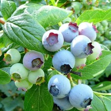 Blueberry bluecrop bush for sale  SOUTHAMPTON