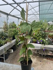 Passiflora vitifolia classica for sale  HELSTON