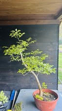 Pre bonsai frassino usato  Reggello