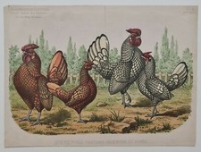 Rooster and chicken d'occasion  Expédié en Belgium