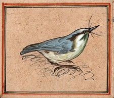 Mughal indian bird for sale  UK
