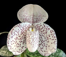 Rare paphiopedilum wenshanense for sale  LONDON