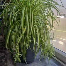 large indoor plants for sale large indoor plants for sale NORMANTON