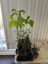 Bacon avocado seedling for sale  Bossier City