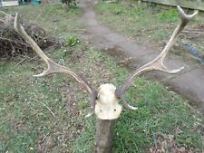 Scottish red deer for sale  AUCHTERARDER