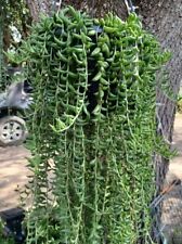 Fresh string bananas for sale  Edinburg