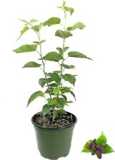 Black mulberry fruit for sale  BURTON-ON-TRENT